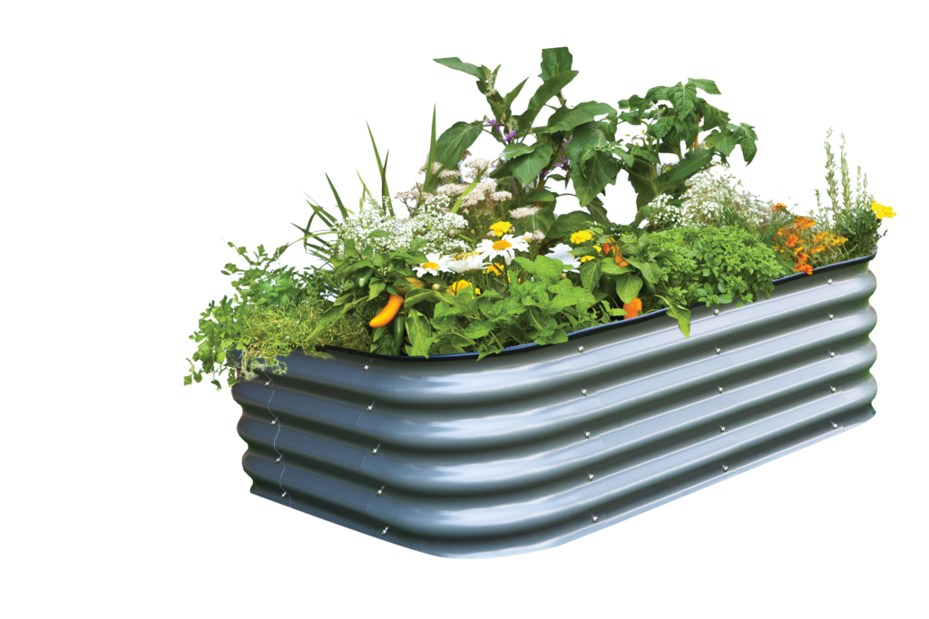 vegetable plant png