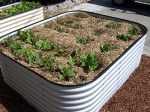 Raised garden beds